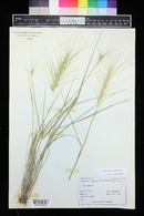 Elymus elymoides image