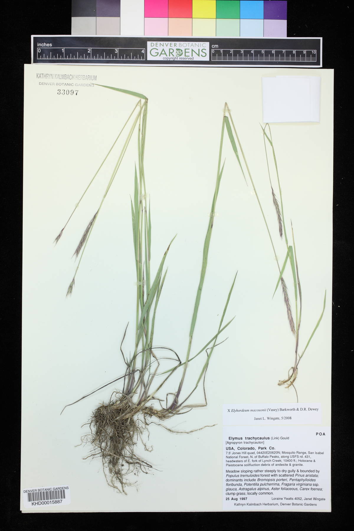 x Elyhordeum macounii image