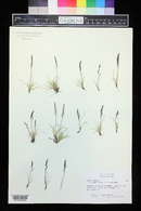 Festuca brachyphylla image