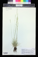 Festuca saximontana image