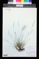 Festuca saximontana image