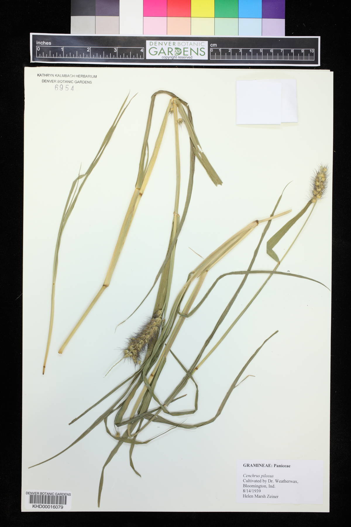 Cenchrus pilosus image