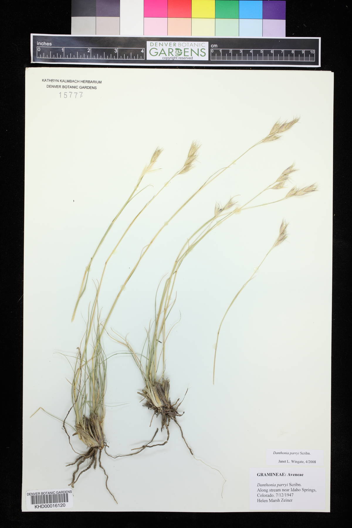 Danthonia parryi image