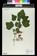 Ribes rubrum image