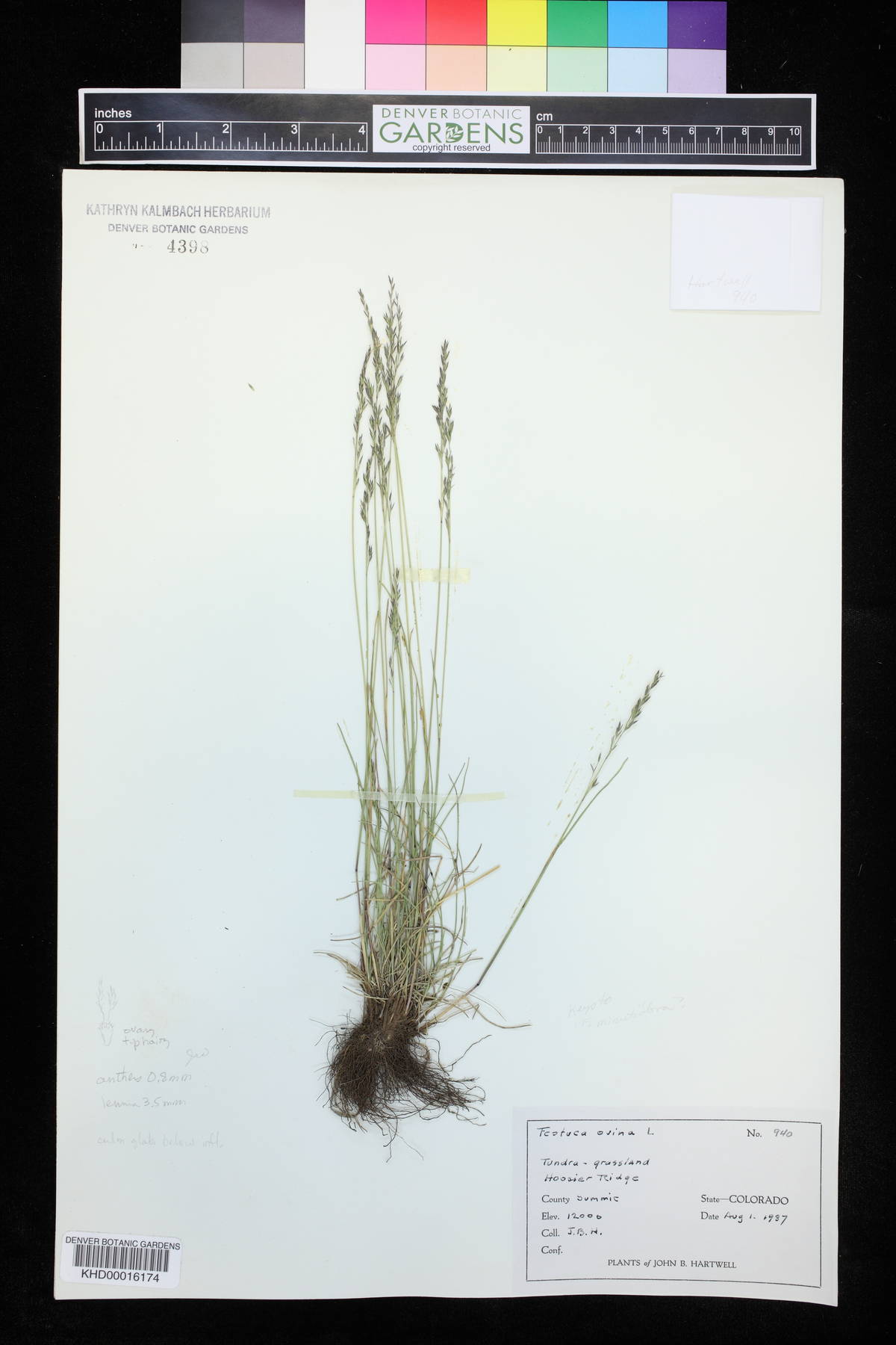 Festuca earlei image