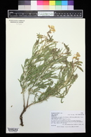 Oenothera nuttallii image