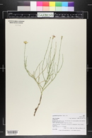 Lygodesmia juncea image