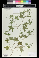 Geranium carolinianum image