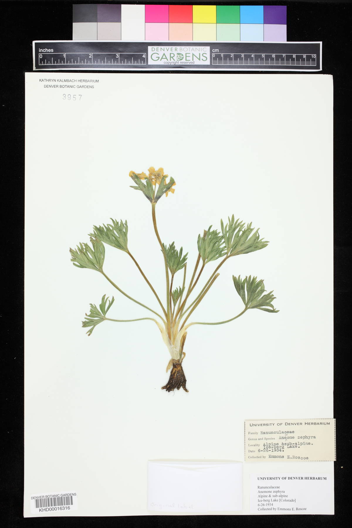 Anemonastrum image