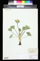 Anemonastrum zephyrum image