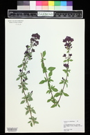 Origanum laevigatum image