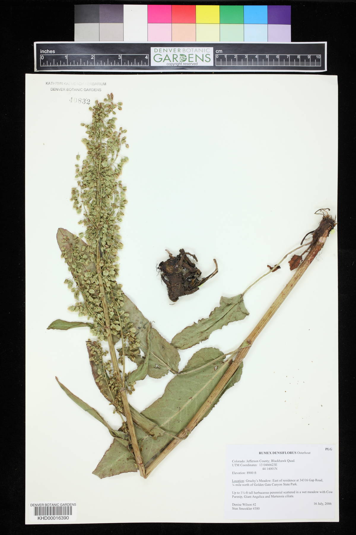 Rumex densiflorus image