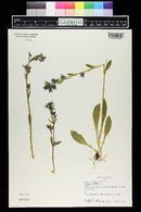 Swertia perennis image