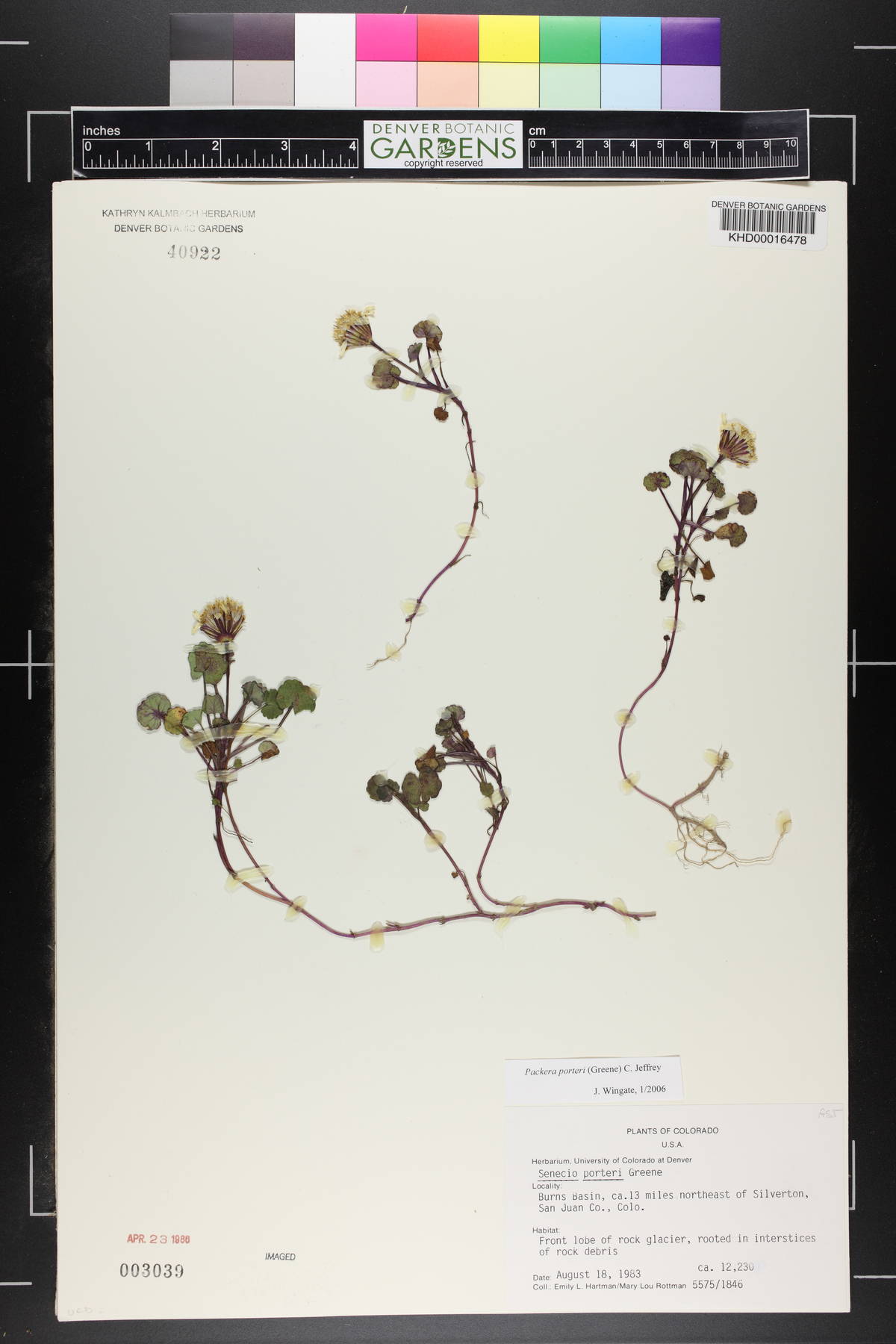 Packera porteri image