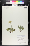 Packera werneriifolia image