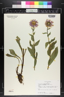 Erigeron peregrinus image