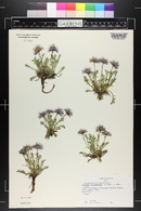 Erigeron pinnatisectus image