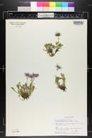 Erigeron pinnatisectus image