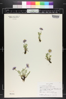 Erigeron pinnatisectus image