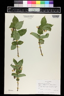 Lonicera involucrata image