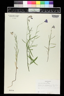 Campanula rotundifolia image