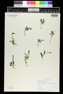 Campanula uniflora image