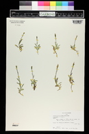 Campanula uniflora image