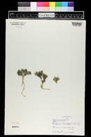 Draba oligosperma image