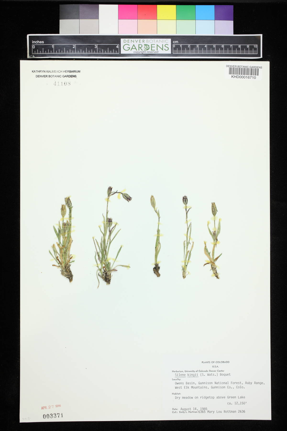 Silene kingii image