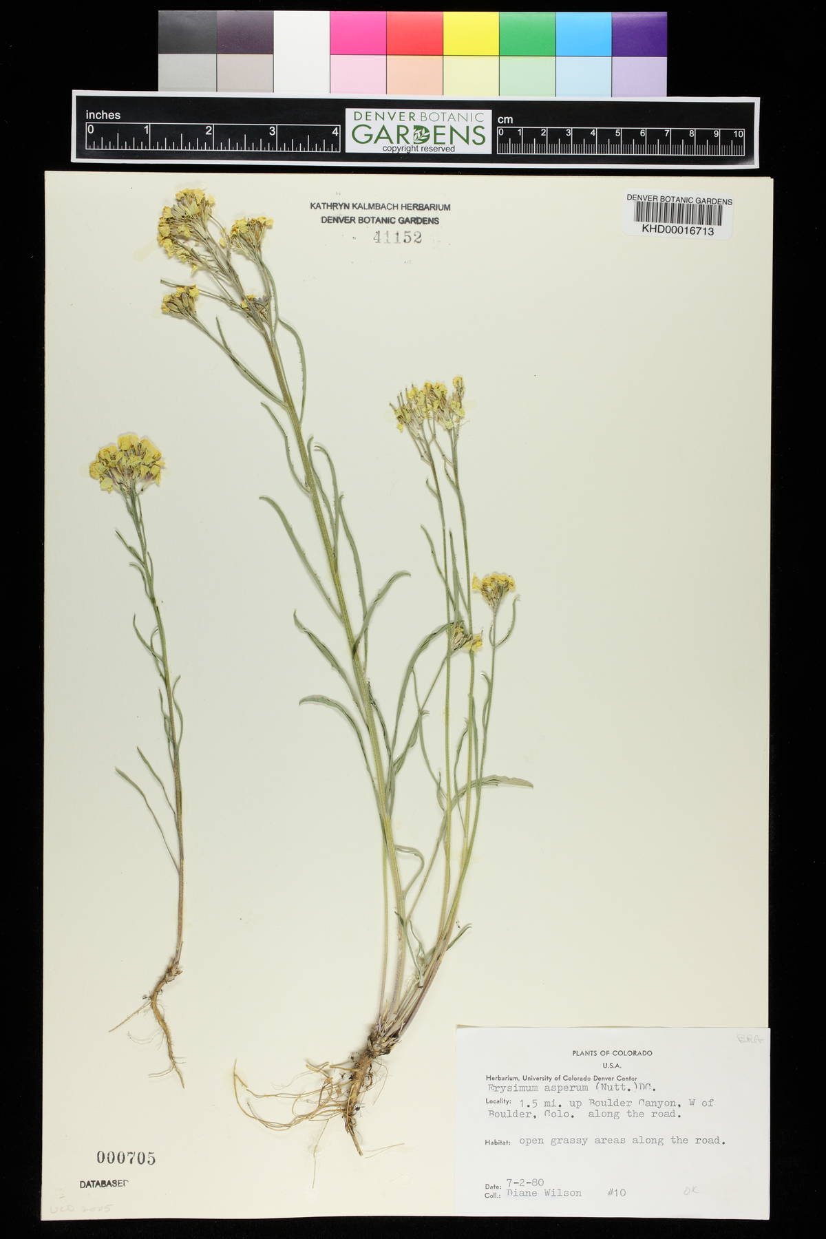 Erysimum asperum image