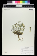 Draba aurea image