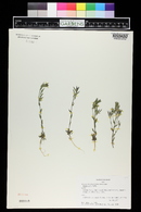 Draba cana image