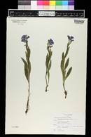 Mertensia lanceolata image