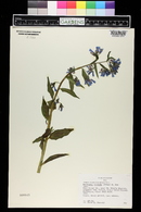 Mertensia ciliata image