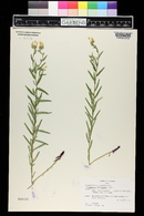 Lithospermum multiflorum image