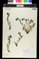 Mertensia lanceolata image