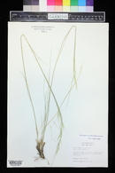 Hesperostipa comata image