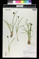 Carex ebenea image