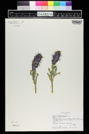 Phacelia sericea image