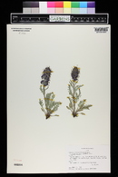 Phacelia sericea image