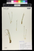 Juncus drummondii image