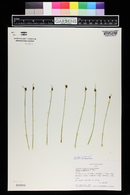 Juncus drummondii image