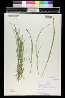 Carex siccata image