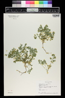 Corydalis aurea image