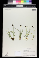 Carex haydeniana image