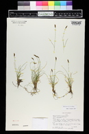 Carex micropoda image