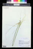 Hesperostipa comata image