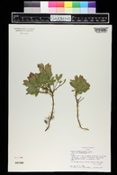 Vaccinium caespitosum image