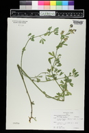 Medicago sativa image