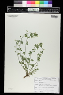 Medicago lupulina image